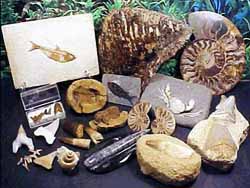 Dinosaurs, Mammuth and...